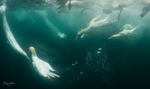 Underwater Gannets 16