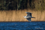 Grey Heron (Ardea cinerea) in flight over Lough Neagh, Oxford Is
