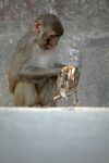 Young Macaque Monkey eating left over food in Katmandu_0012