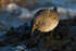 Purple Sandpiper looking for food