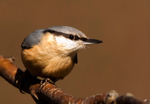 Nuthatch