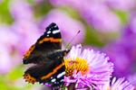 Butterfly - 7209