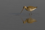 Godwit