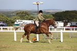Class 20: Working Hunter 70cm portfolio