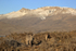 Two Pumas (Brissa and Escacha) on the move, Torres del Paine, Chile