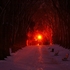 Light in the Park