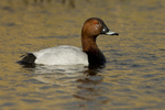 Pochard