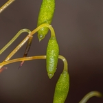 Capsules of Capillary Thread-moss  (Bryum capillare)