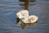 Cygnets Dawlish 2