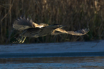 Bittern takes off at Otmoor