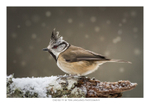 Crested Tit
