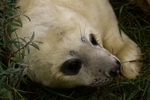 Grey Seal Pup