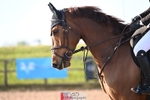 Cls 25, 5yr Old Tour portfolio