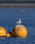 Bonaparte's Gull buzzed by Common Tern, Farmoor