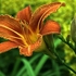 Lilly-Flame-1-0460