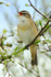Sedge Warbler singing amongst the blossom at Otmoor RSPB