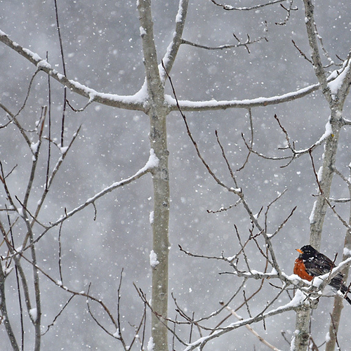 Robin endures a snowy day and with hopes of warmer times ahead.