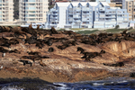 Cape Fur Seals basking, Mossel Bay, South Africa