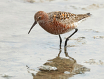 Curlew Sandpiper