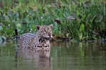 Female Jaguar Marcela in river, reflection - Corixo Negro, Brazil