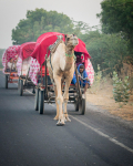 India-203