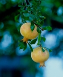 Pomegranates