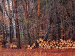 The Woodpile