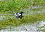 White-winged Black Terns