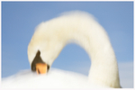 Mute Swan Reflection