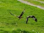 Red Kites