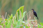 Boat-tailed Grackle (female), Harns Marsh, Florida
