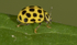 22 Spot Ladybird