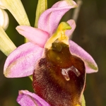 Hornet Ophrys (Ophrys crabronifera  also known as Ophrys argolica subsp crabronifera)