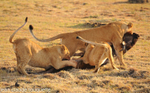 Lionness is carrying her  kill.