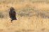 Bald Eagle flying, Bosque del Apache, New Mexico