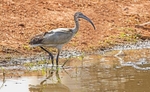 Sacred Ibis
