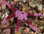 Henricia oculata