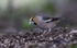 Male Hawfinch