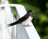20110613-IMG_4557