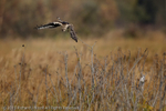 Hen Harrier (Circus cyaneus) hunting Snipe (Gallinago gallinago)