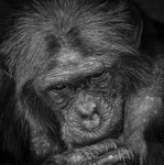 Contemplation -_M8D7650-Edit