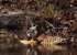 Royal bengal tiger - 5