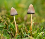 Liberty Cap (Magic Mushrooms)