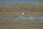 White Stork