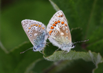 Common Blue