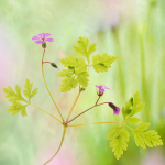 Herb Robert