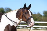 Class 8: Small Ridden Hunter portfolio