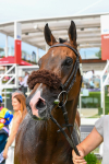 170623-Race 7-The Green Man-1072