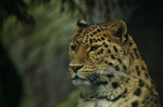 Amur Leopard - Esra