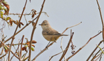 Barred Warbler